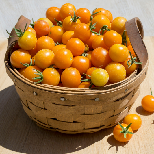 a wicker basket of small golden sun gold cherry tomatoes on a wooden surface