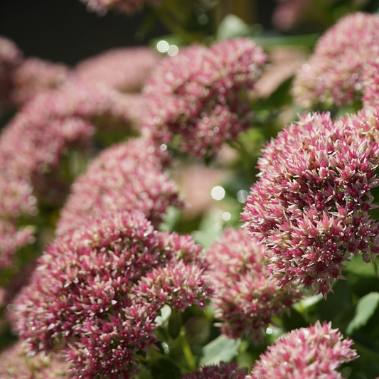 Close-up of pinkish-purple flowering sun sparkler dazzle berry stonecrop clusters with green leaves in a garden setting, with soft blurred background bokeh.