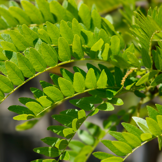a close up of many bright green leaves growing on thin stems with a blurred background