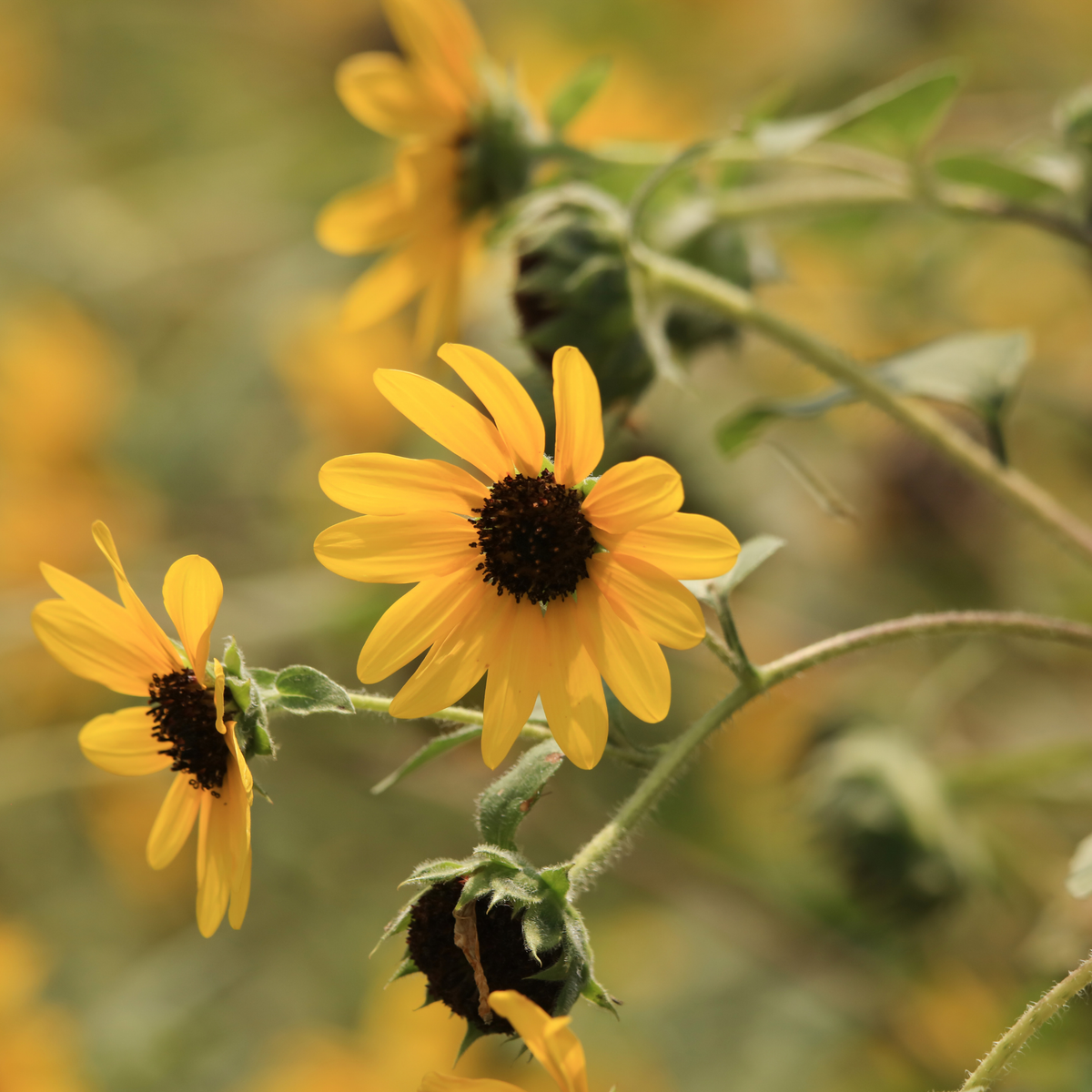 multiple bright yellow sunfinity sunflowers with ark centres in a outdoor garden setting