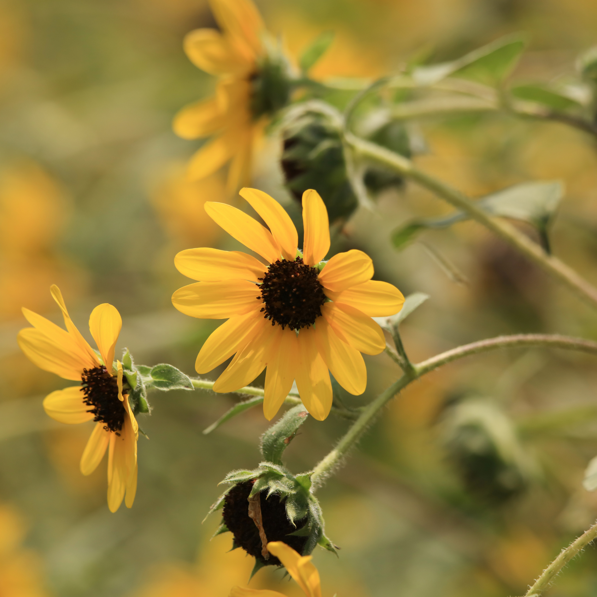multiple bright yellow sunfinity sunflowers with ark centres in a outdoor garden setting