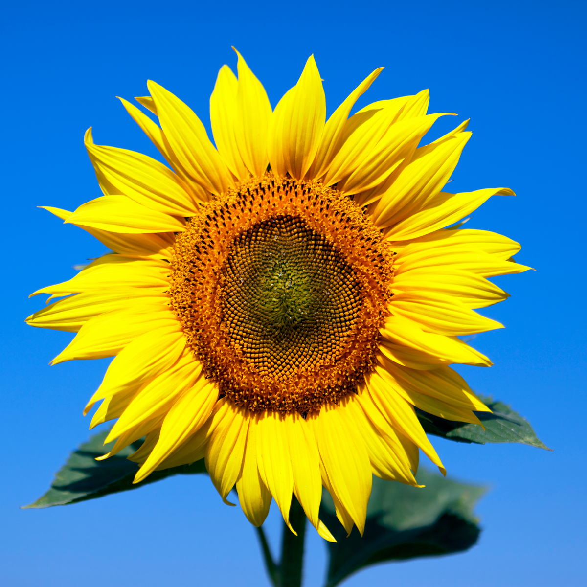 A close-up of a bright yellow big smile sunflower with a dark brown center and green leaves, set against a clear blue sky.