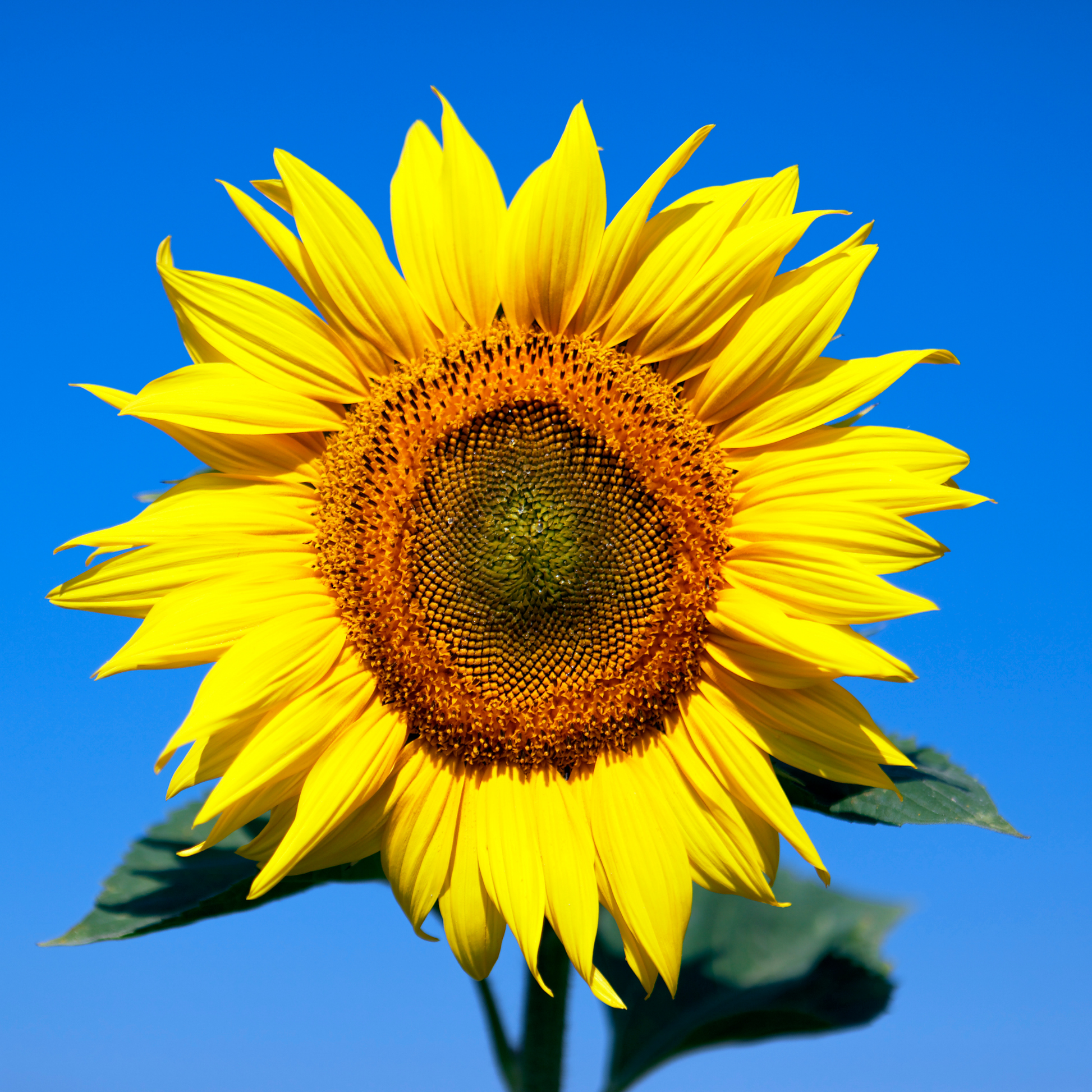 A close-up of a bright yellow big smile sunflower with a dark brown center and green leaves, set against a clear blue sky.
