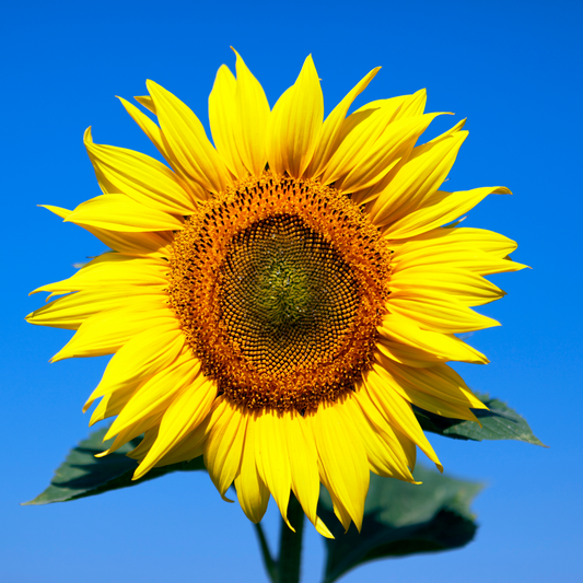 A close-up of a bright yellow big smile sunflower with a dark brown center and green leaves, set against a clear blue sky.