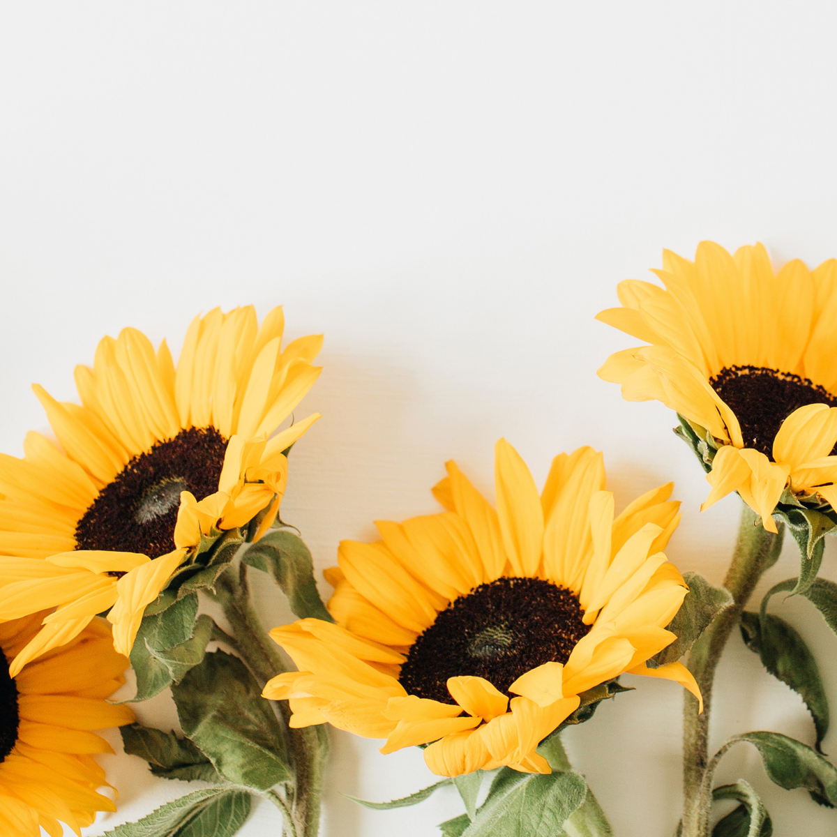 three bright yellow sunflowers with large dark centres against a white background