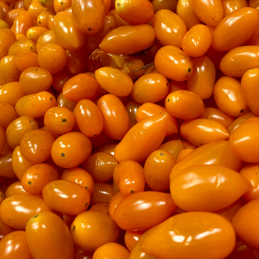 a large amount of orange small sunset torch cherry tomatoes in a large pile