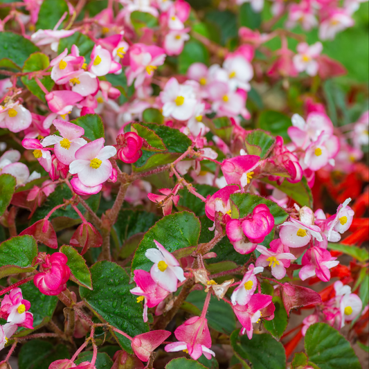 Close-up of a flowering super Olympia bicolour begonia plant with clusters of pink and white flowers with yellow centers and green leaves.