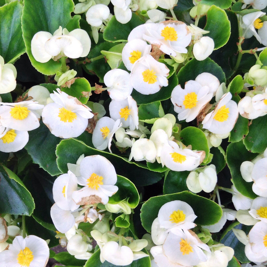 many super olympia white begonia flowers with white petals and yellow centres surround by bright green leave in an outdoor garden setting