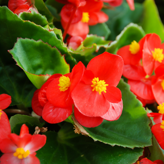 Close-up of bright red super Olympia red begonia flowers with yellow centers and green leaves.