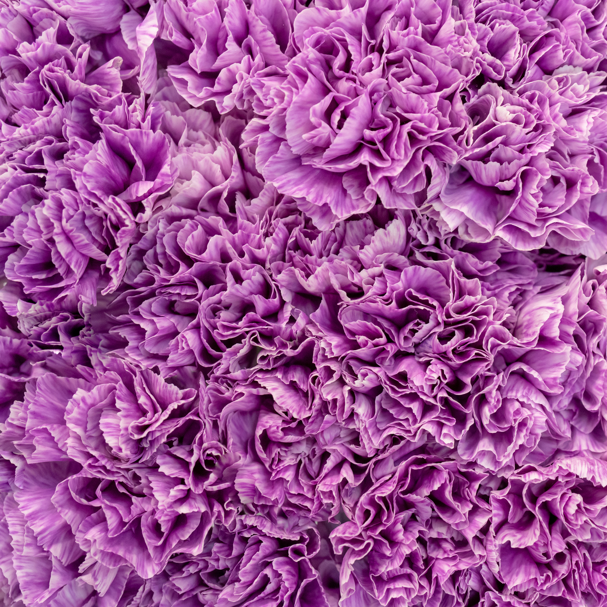 pale purple textured surface of a close up of super trouper lavender eye carnation 