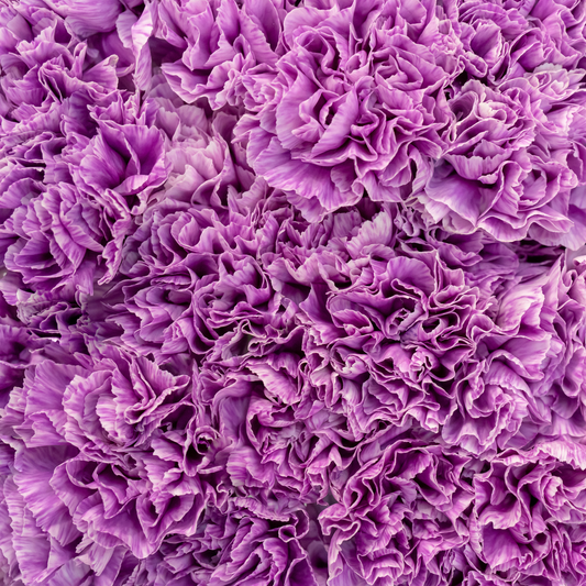 pale purple textured surface of a close up of super trouper lavender eye carnation 