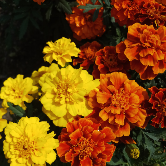 Close-up of yellow and orange superhero mix marigold flowers in bright yellow and orange with dark green foliage.
