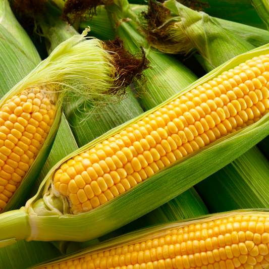 Close-up of several ears of American dream sweet corn with green husks partially peeled back, showing bright yellow kernels and pale silk at the top.