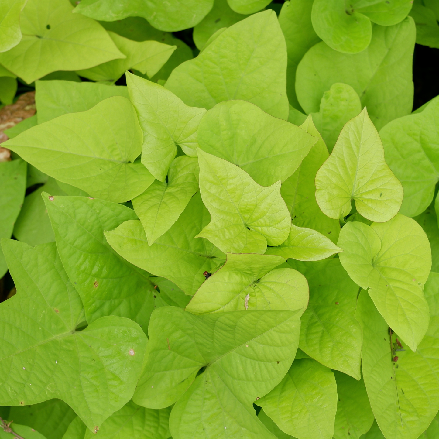 a close up of bright yellowish green arrow shaped leaves of a sweet potato vine flora Mia lemon wedge plant