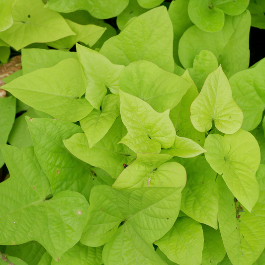 a close up of bright yellowish green arrow shaped leaves of a sweet potato vine flora Mia lemon wedge plant