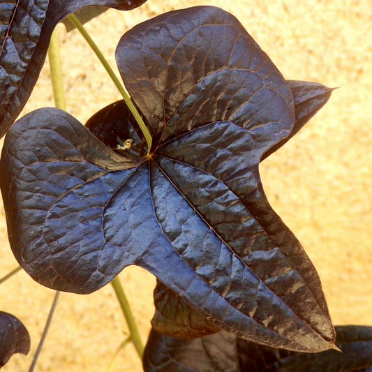 Close-up of a dark purple heart-shaped sweet potato vine solar power black leaf with prominent veins on a vine, set against a sandy beige background.