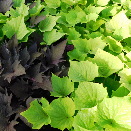 many bright yellowish green leaves of a sweet potato vine solar power lime heart plant surrounded by dark purple potato vine leaves