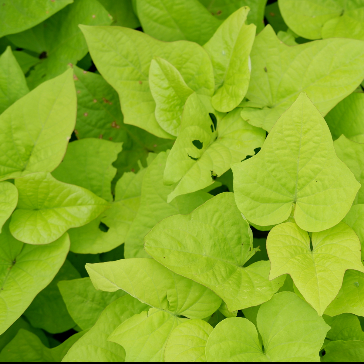 bright yellowish green arrow shaped leaves of a sweet potato vine Marguerite plant 