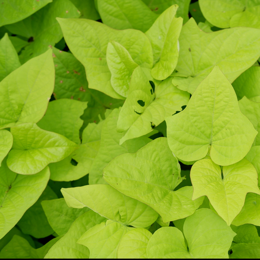 bright yellowish green arrow shaped leaves of a sweet potato vine Marguerite plant 