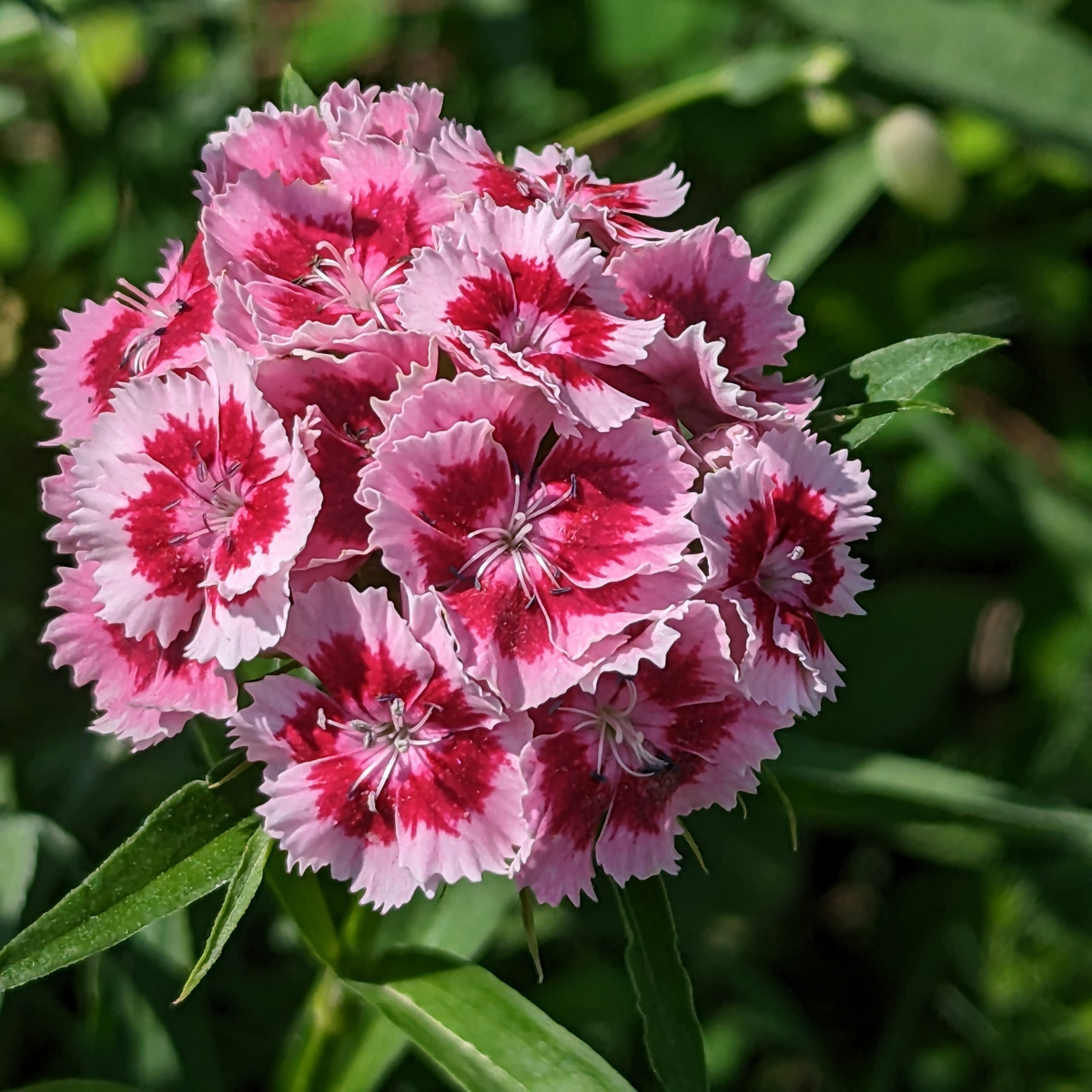 a close up of many bright pink sweet salmon magic dianthus flowers all growing on one green stem with dark pink centres in the flowers surrounded by greenery in an outdoor setting