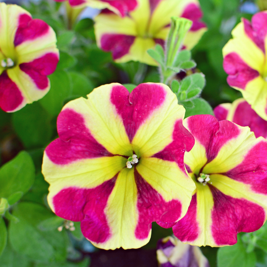 Close-up of vibrant sweetunia windmill burgundy petunia flowers with yellow and magenta-pink variegated petals, surrounded by green foliage.