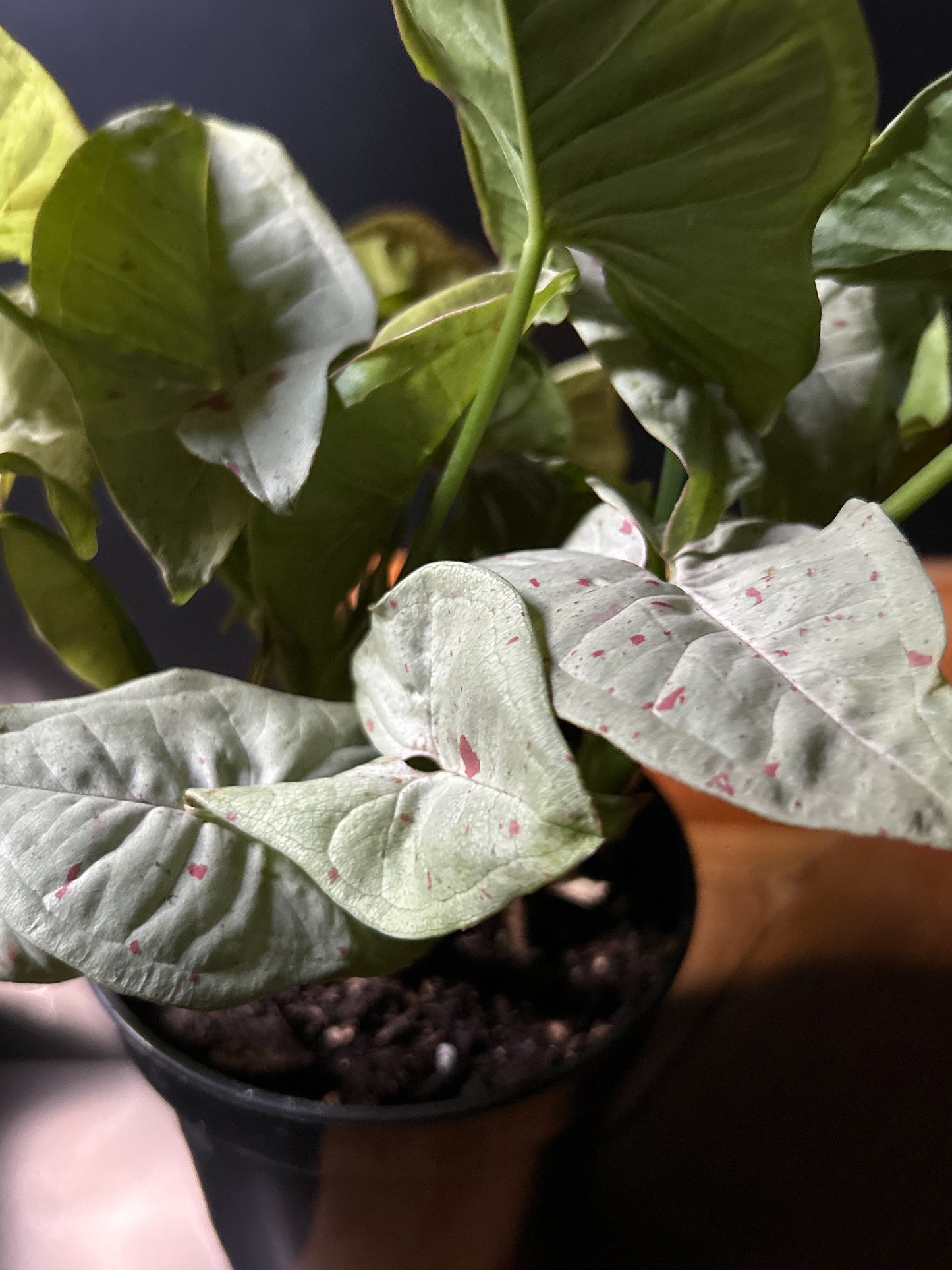 A potted Syngonium Confetti plant with pastel pink and cream variegation on its arrowhead-shaped leaves, against a blurred background.