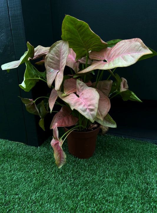 A potted Syngonium Strawberry plant with blush-pink leaves placed on green artificial turf against a black background.