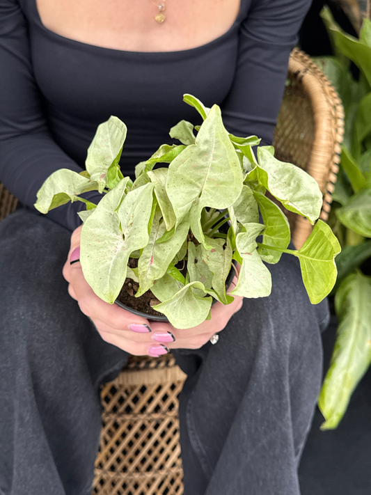 Person holding a potted Syngonium Confetti plant with pale green leaves with light sprinkles of red sitting on a wicker chair with a blurred background