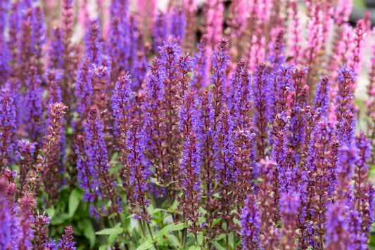 Noche Salvia