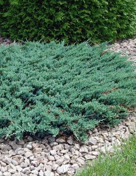 Hughes Juniper
