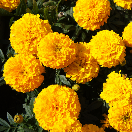 a close up of many bright yellow taishan gold marigold ruffled flowers in an outdoor garden setting