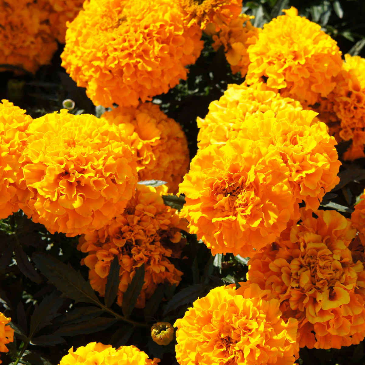 a large amount of bright orange taishan orange marigold flowers in an outdoor garden setting