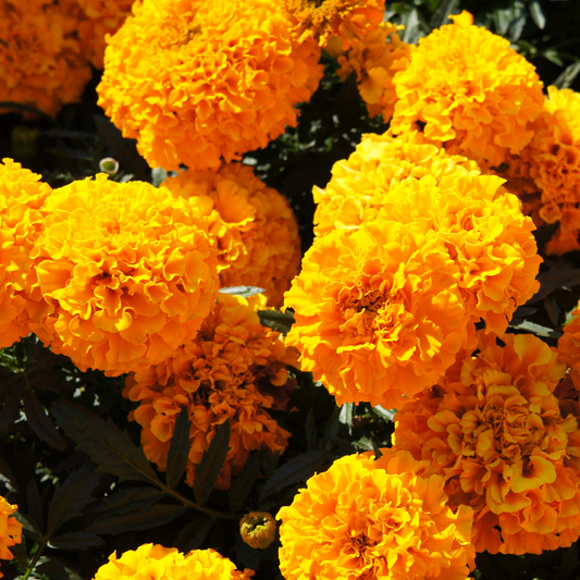 a large amount of bright orange taishan orange marigold flowers in an outdoor garden setting