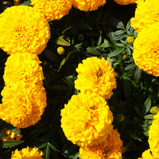 a close up of many bright yellow ruffled taishan yellow marigold flowers surrounded by green leaves in an outdoor garden setting