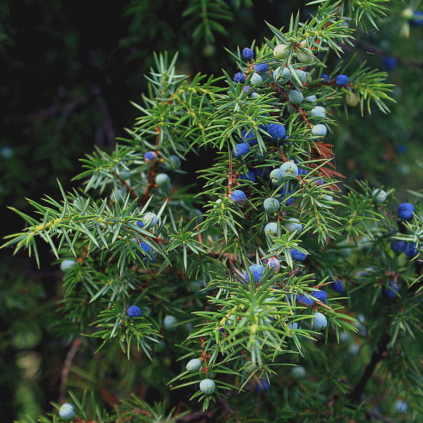a close up of many pine like Taylor juniper branches with small blue coloured berries in an outdoor setting