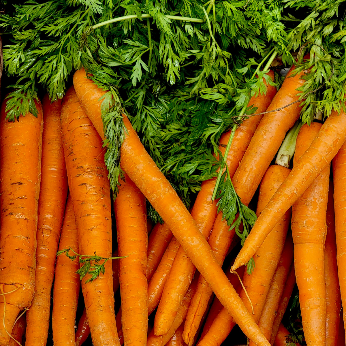 a pile of many bright orange tender sweet carrots with bright green leafy stems