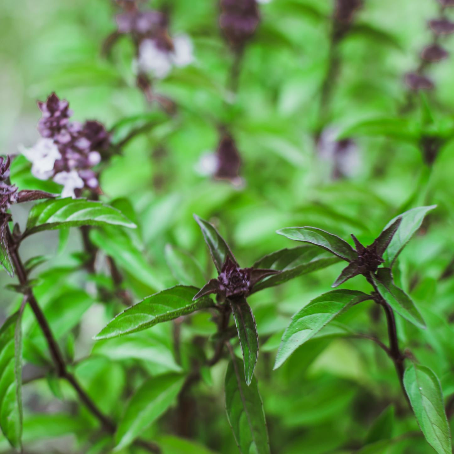 a close up of the dark purple tops of thai basil plants with bright green leaves surrounded by many more of the same plants in an outdoor setting