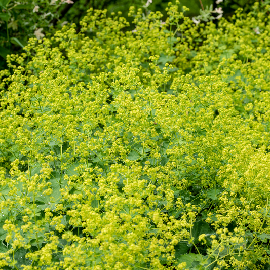 A dense patch of flowering thriller lady's mantle plants with many small bright yellow-green blossoms and green leaves, photographed outdoors with a softly blurred natural background.