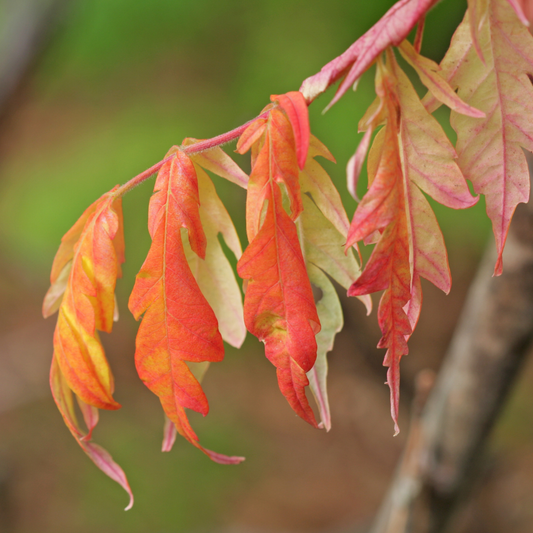 Close-up of tiger eyes cutler stag horn sumac autumn coloured  leaves on a branch, showing red, orange, and yellow foliage against a blurred green and brown background.