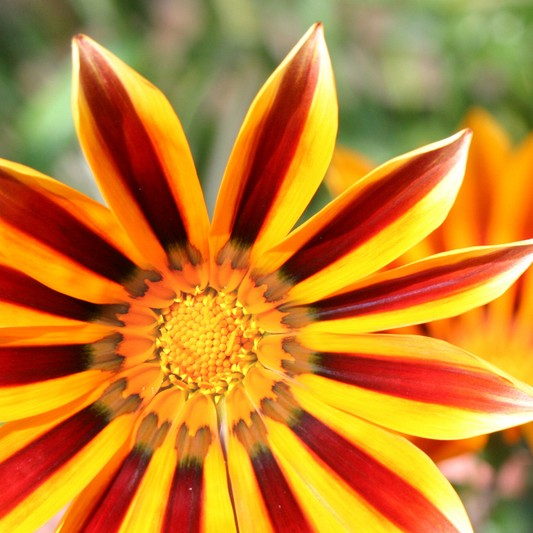 a close up of a bright yellow and orange striped tiger mix Tanzania flower with an intricate yellow centre