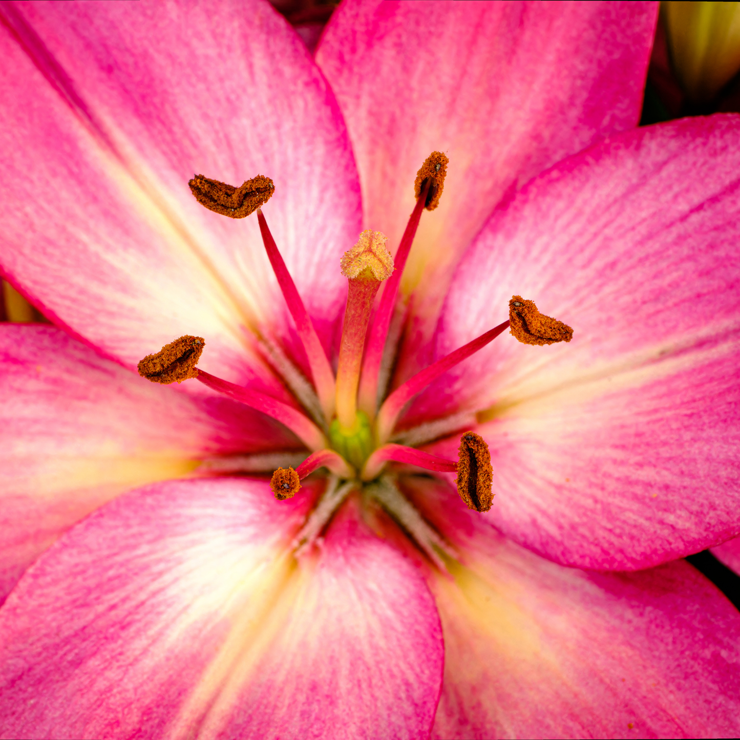 a super close up image of the centre of a bright pink tiny pearl asiatic lily flower with a darker centre 