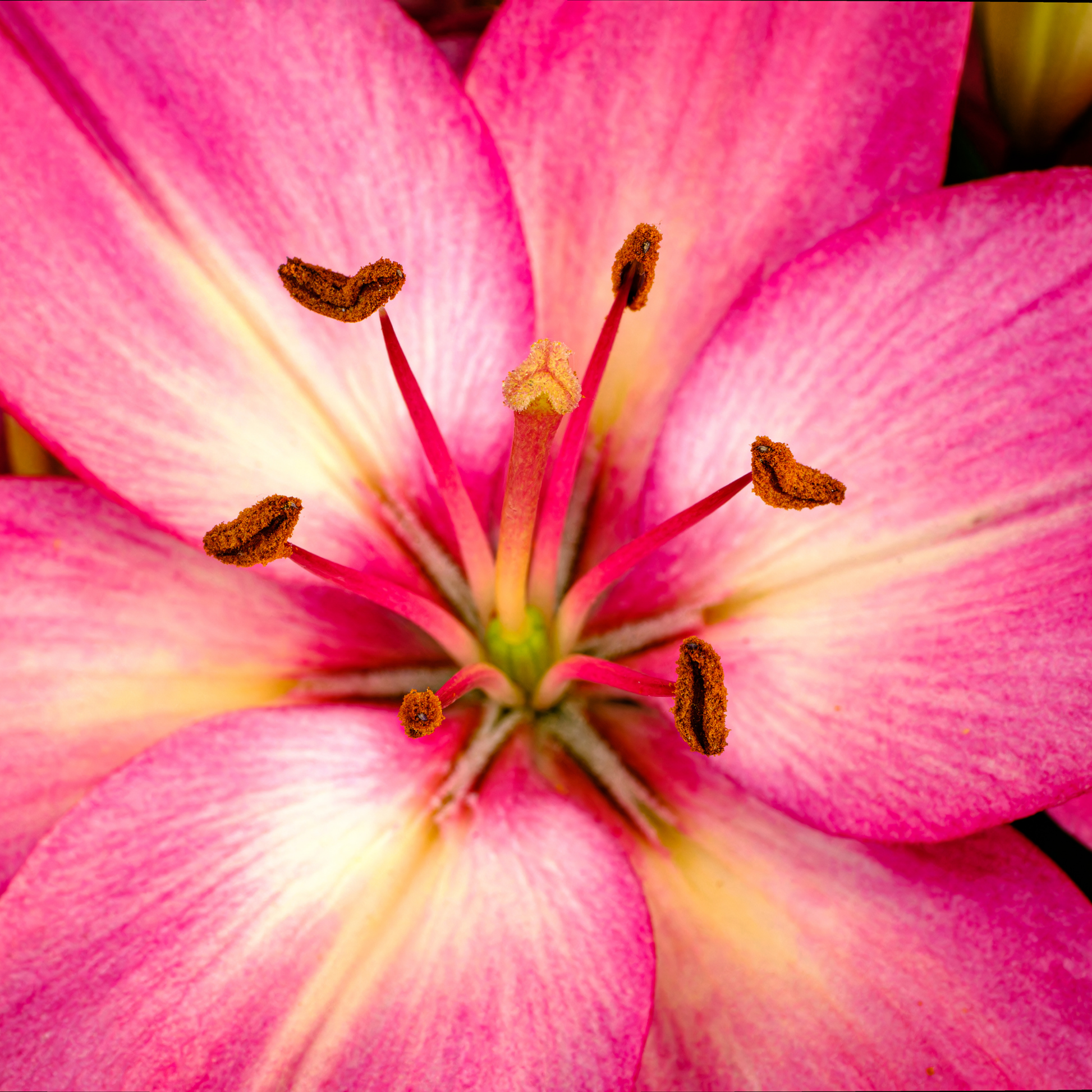 a super close up image of the centre of a bright pink tiny pearl asiatic lily flower with a darker centre 