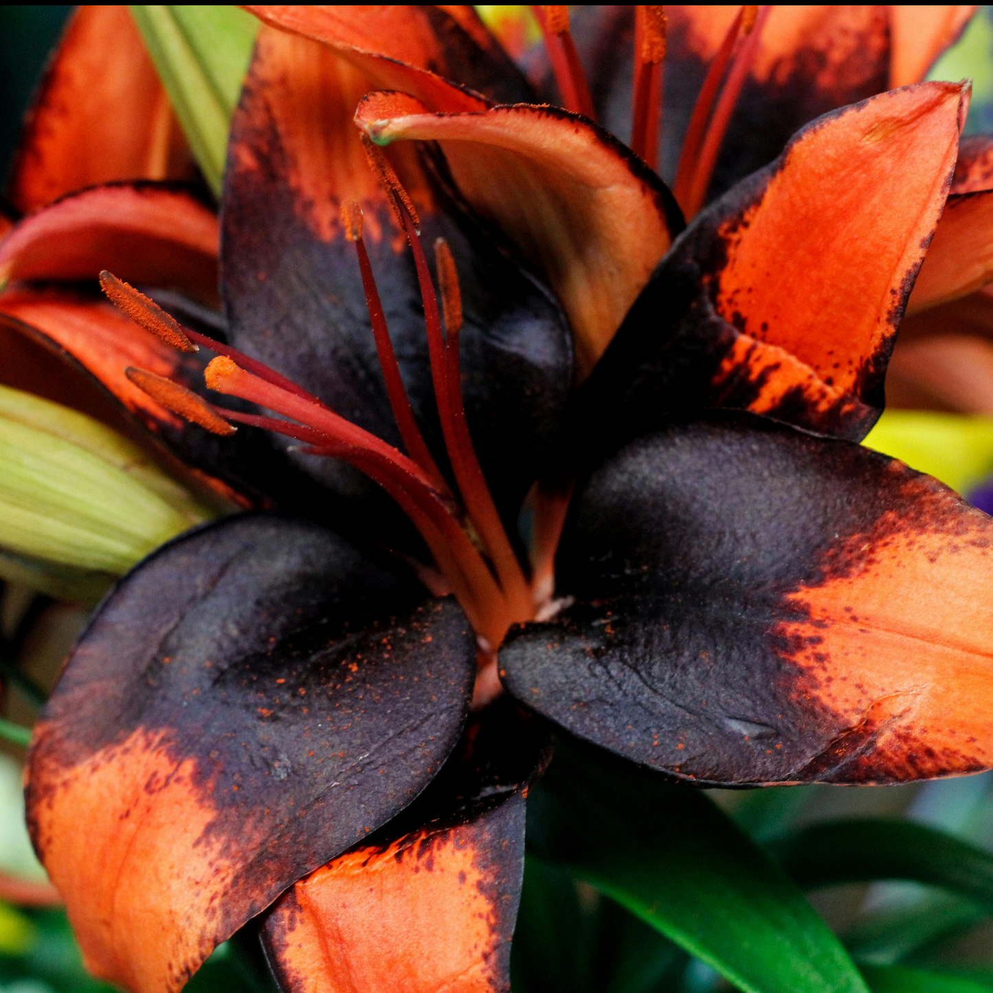 A close-up of a dark tiny shadow asiatic lily flower with deep black-purple petals and vivid orange tips, surrounded by green leaves.