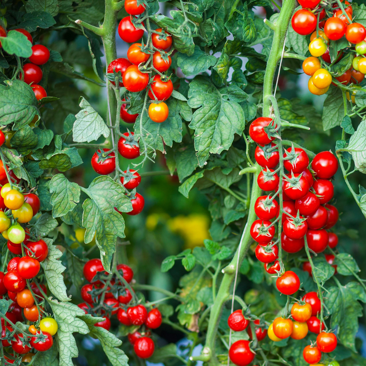many stems of bright red tiny Tim cherry tomato's on bright green leafy stems in an outdoor setting