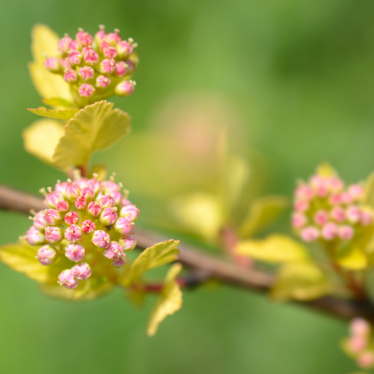 Close-up of a flowering branch of tiny wine nine bark with clusters of small pink blossoms and pale yellow-green leaves against a soft blurred green background.