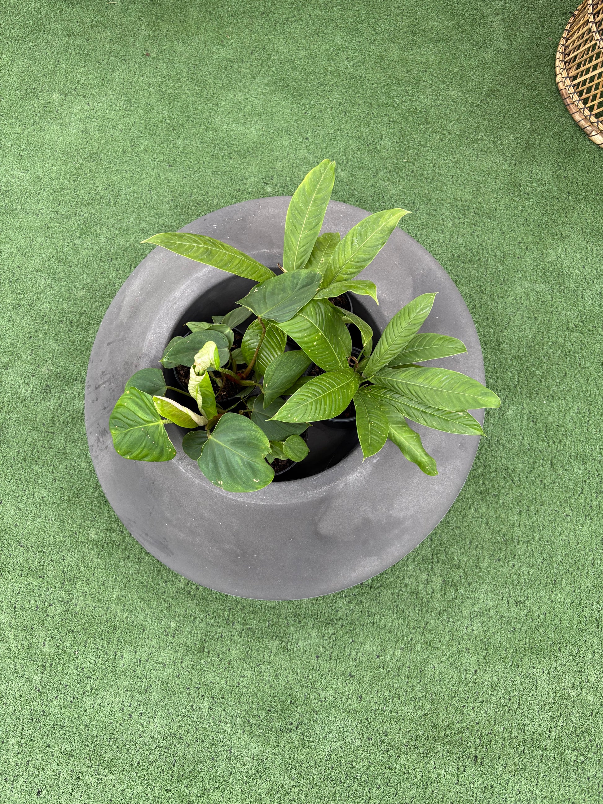 Top Pot Low Planter with plants inside on grass like surface