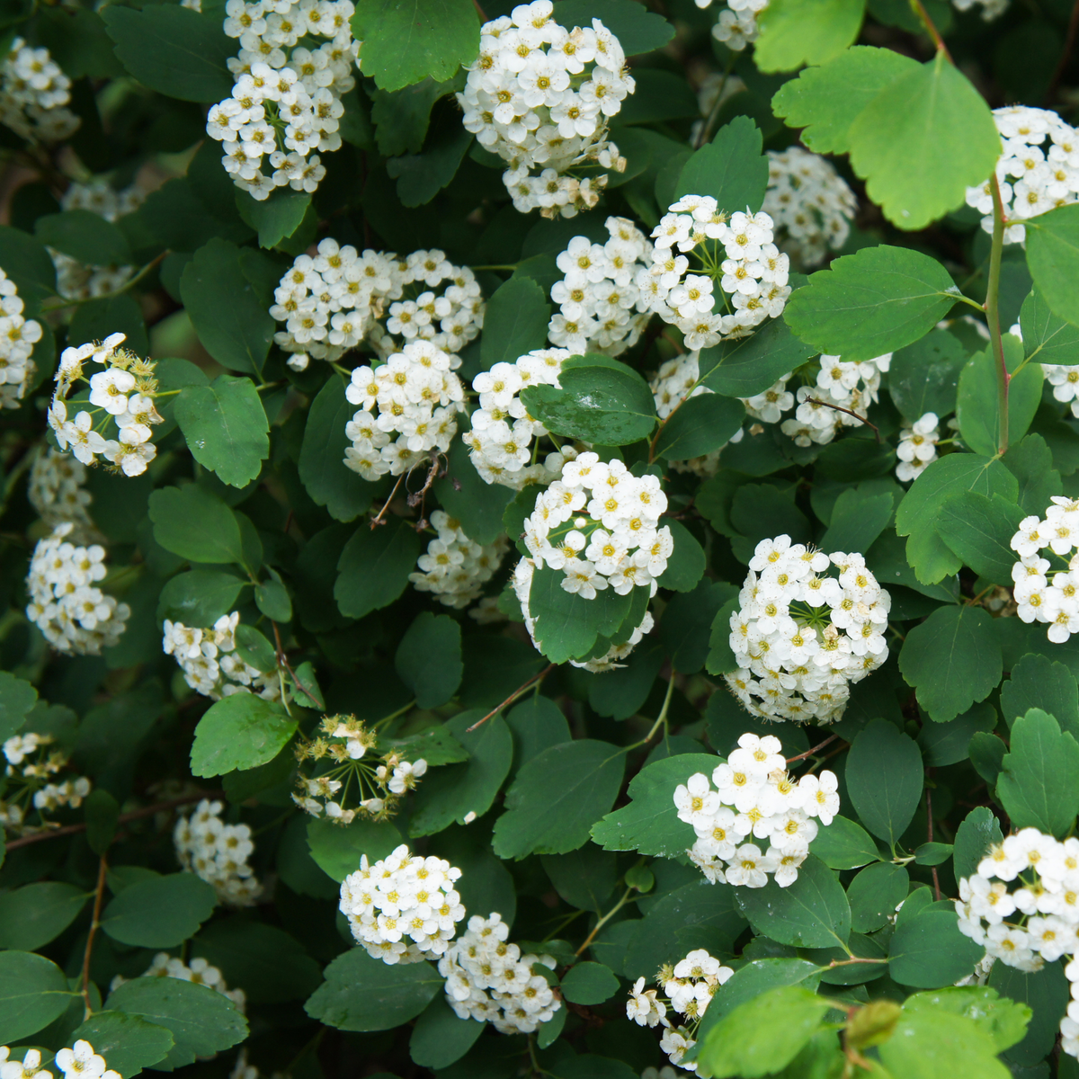 many white flower clusters of a tor Birchleaf spirea plant amongst many green leaves