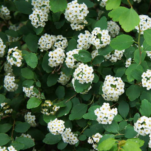 many white flower clusters of a tor Birchleaf spirea plant amongst many green leaves