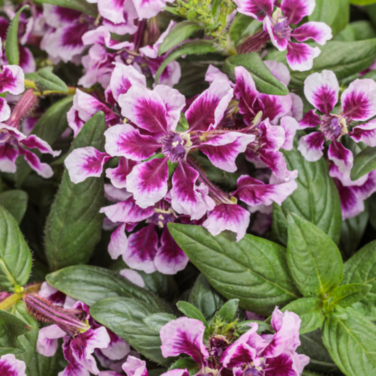 a close up of many brightly coloured totally tempted frosted violet flowers with pale pink edged petals and darker pink towards the centres surrounded by bright green leaves filling the entire screen