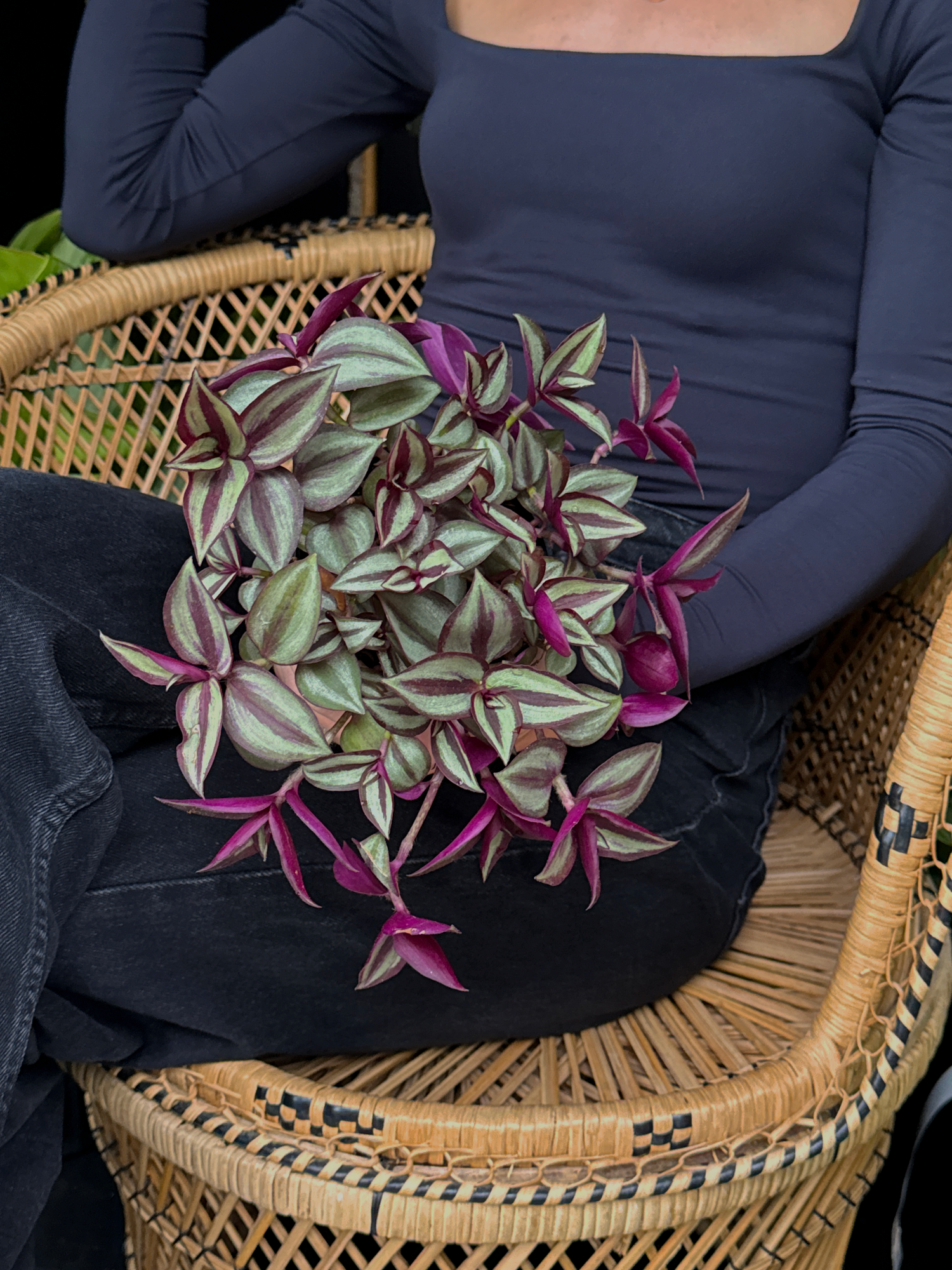 Person holding a Tradescantia-Purple Inch plant with green and purple leaves sitting on a wicker chair in a black top